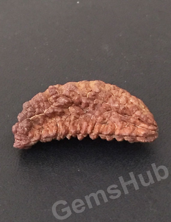 1 Face/Mukhi Certified Rudraksha Premium Quality